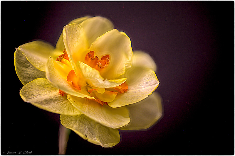 Daffodil