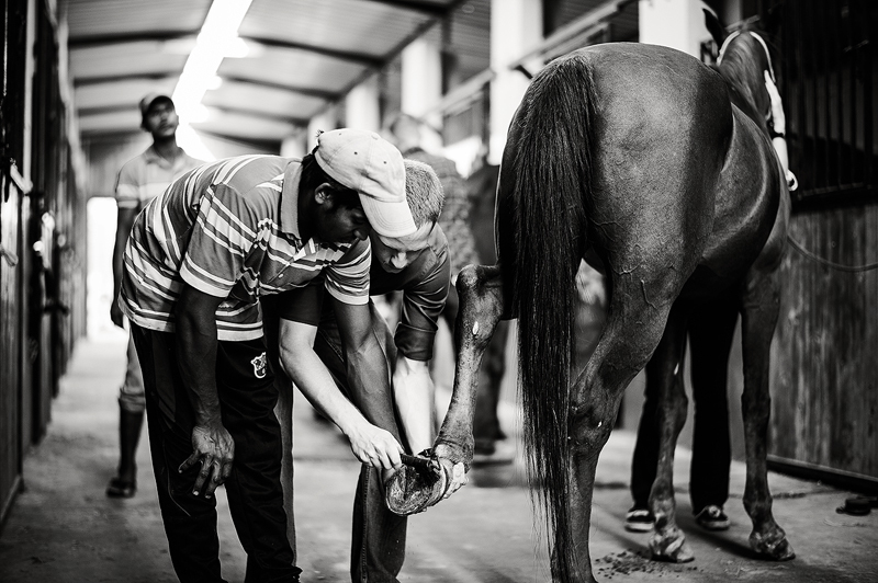 Horse Stable Volunteering