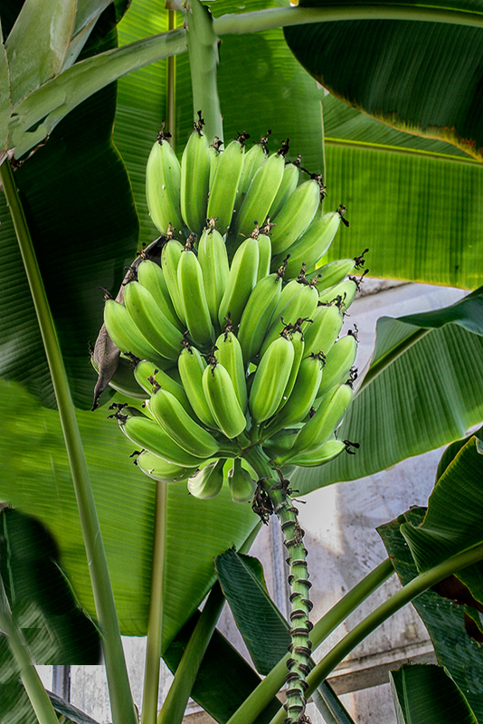 Banana Tree Au Natural