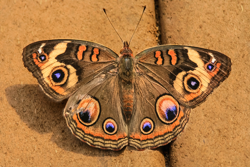 Common Buckeye Butterfly