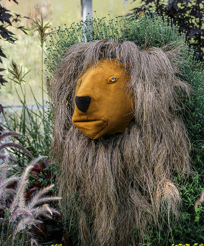 Lion Grass