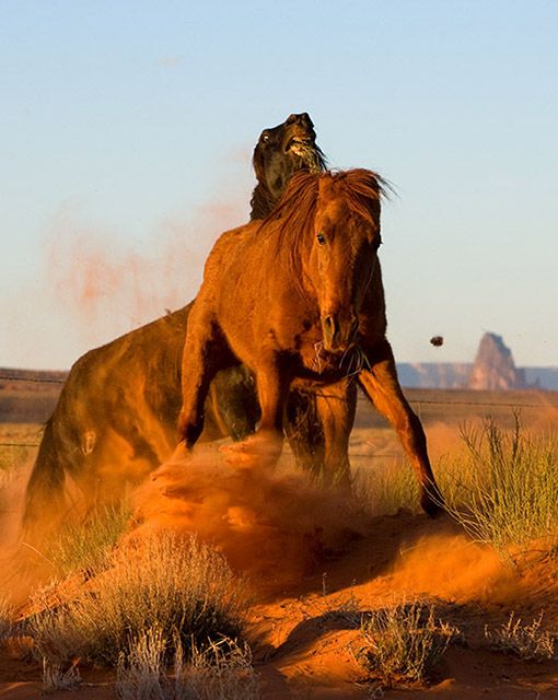 Battle on the Plains
