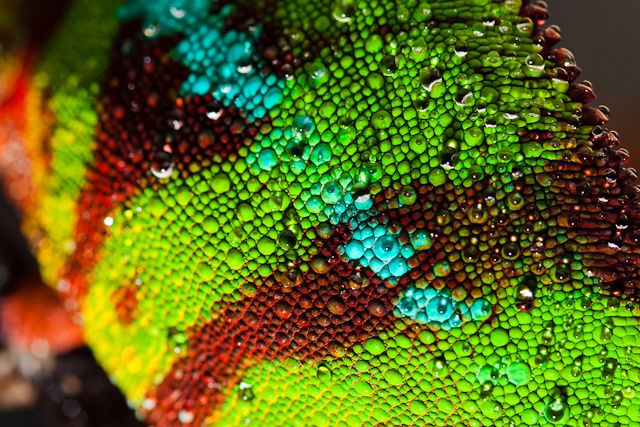 Chameleon Skin