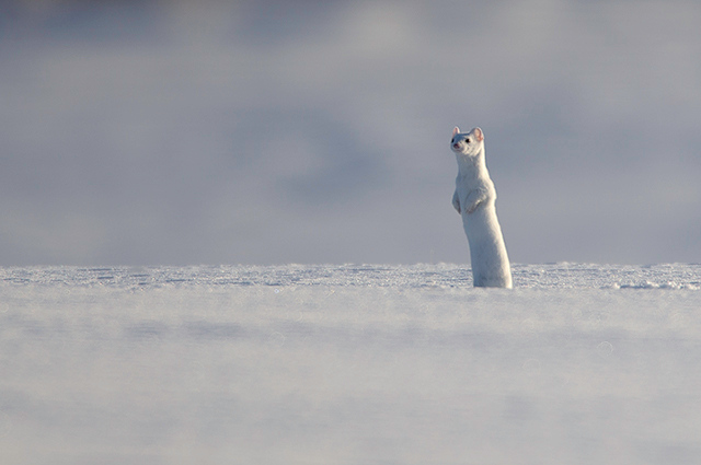 Ermine