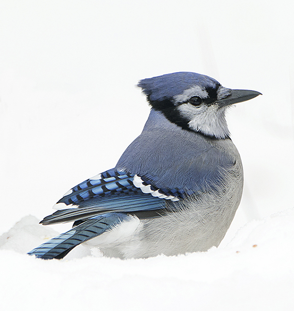 Blue Jay