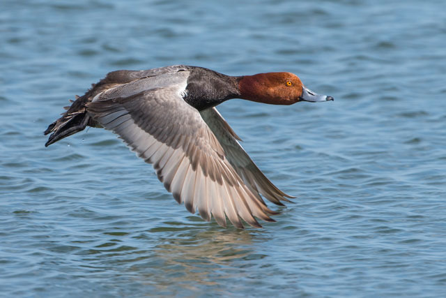 Redhead Duck