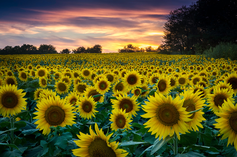 Sunflower Fields Forever