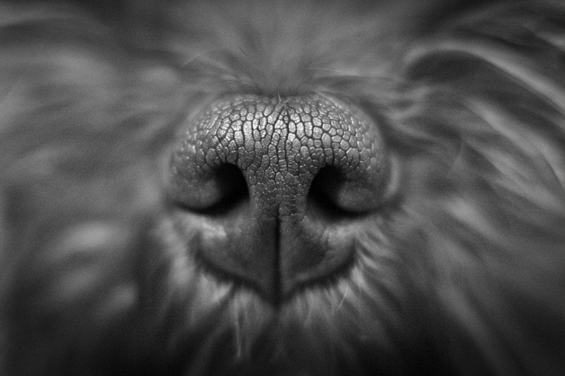 Shoot of a snoot