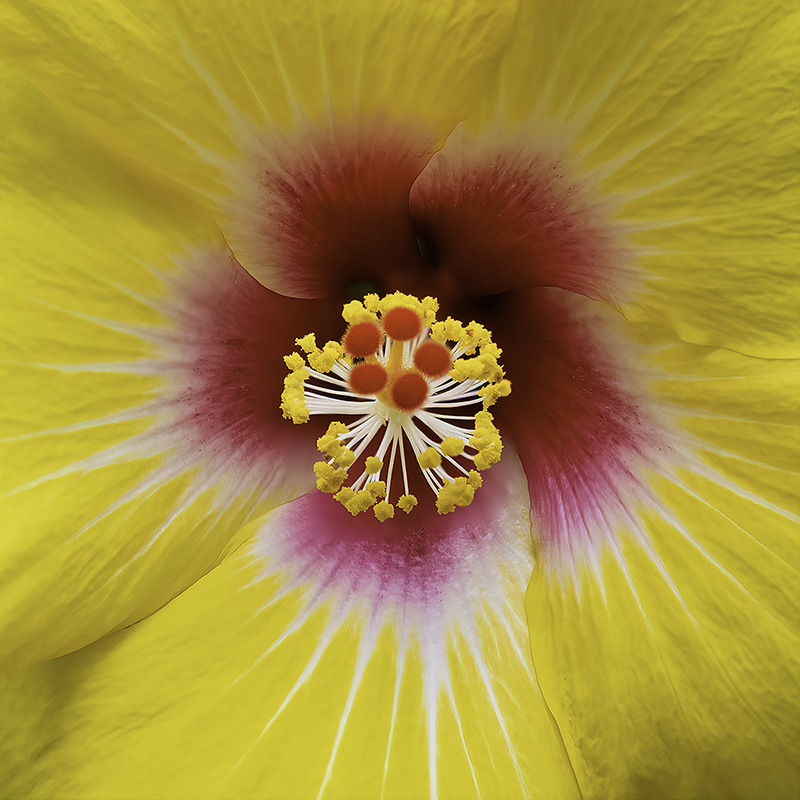Yellow Hibiscus