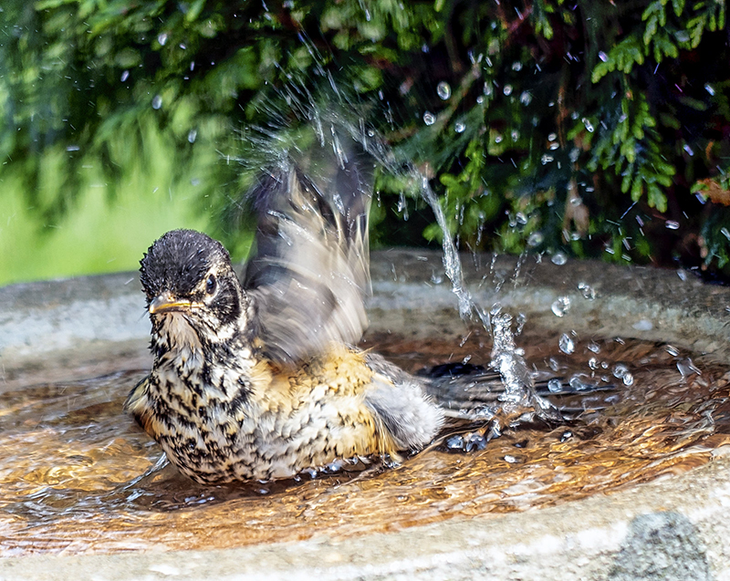 Baby Robin's First Bath