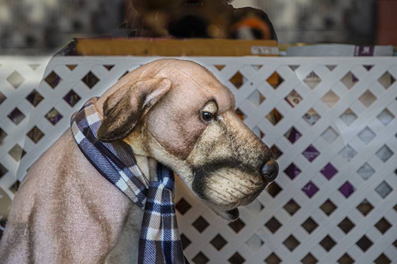 How Much Is That Doggie In The Window?