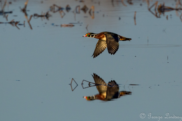Wood Duck