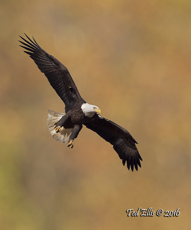 Fly Like an Eagle