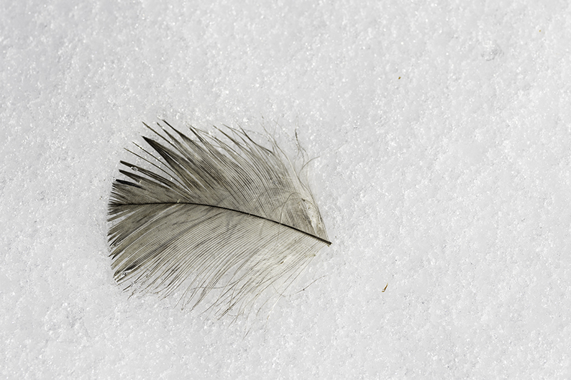 Feather On Snow
