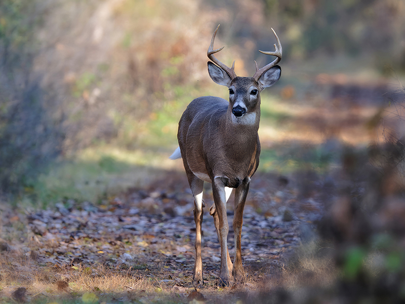 Lookin for bucks