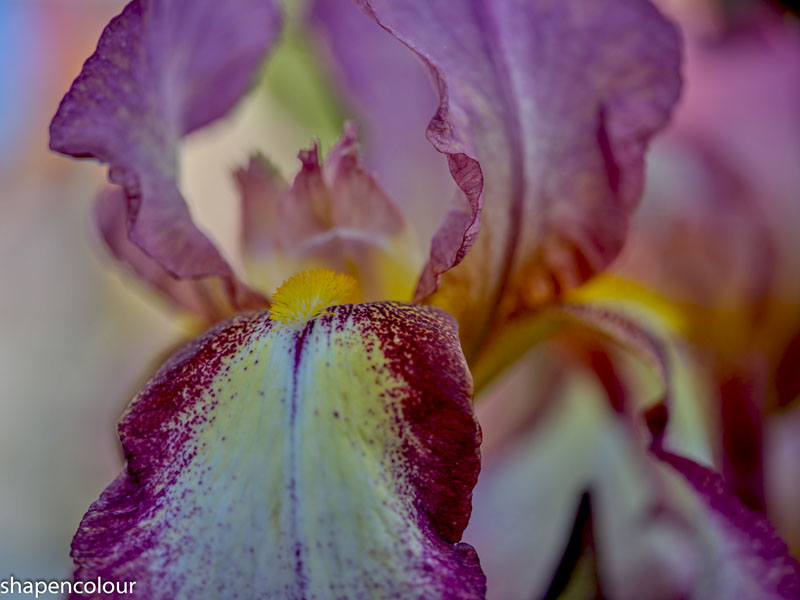 Iris mystery