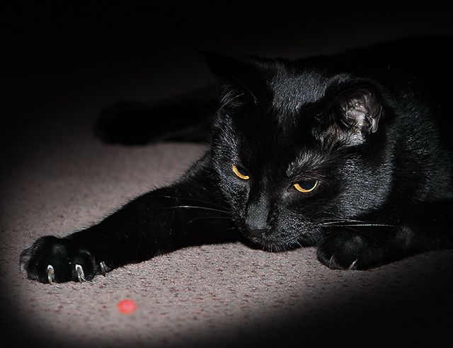 Chasing The Laser Pointer