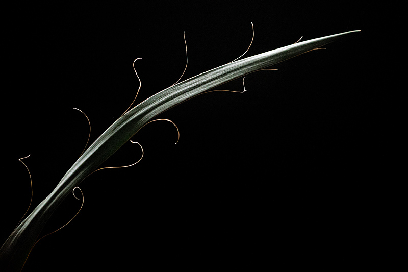 Yucca Leaf Hairs