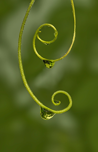 Reflections in Green