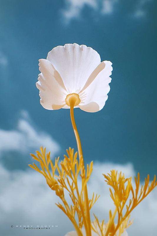 Infrared Poppy Flower