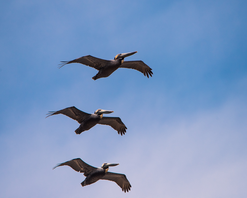 Three Pelicans