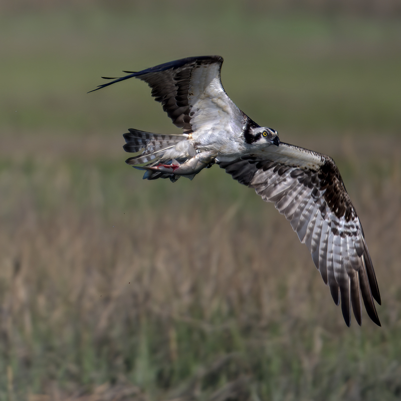 Osprey