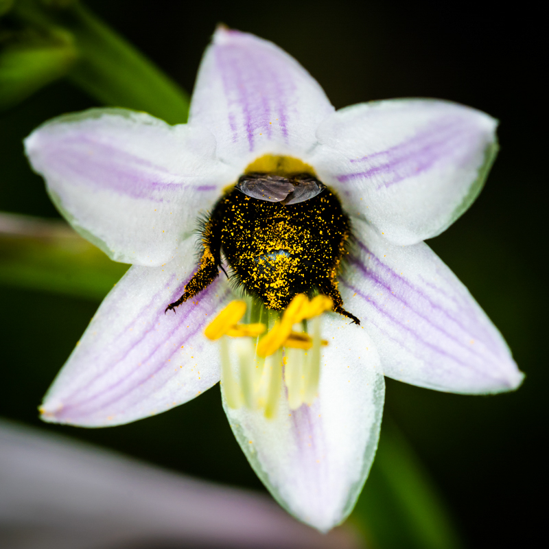 Bee-hind