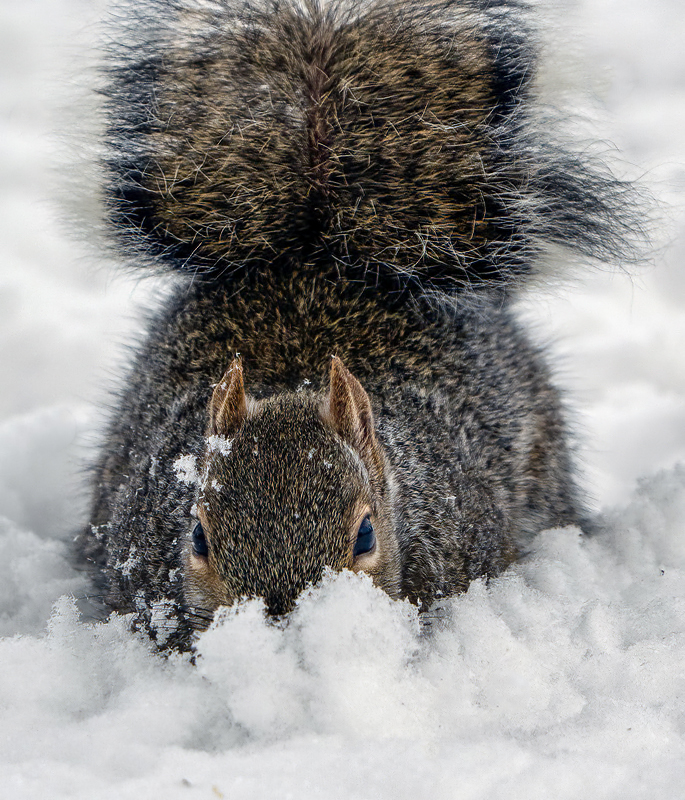 Playing in the snow