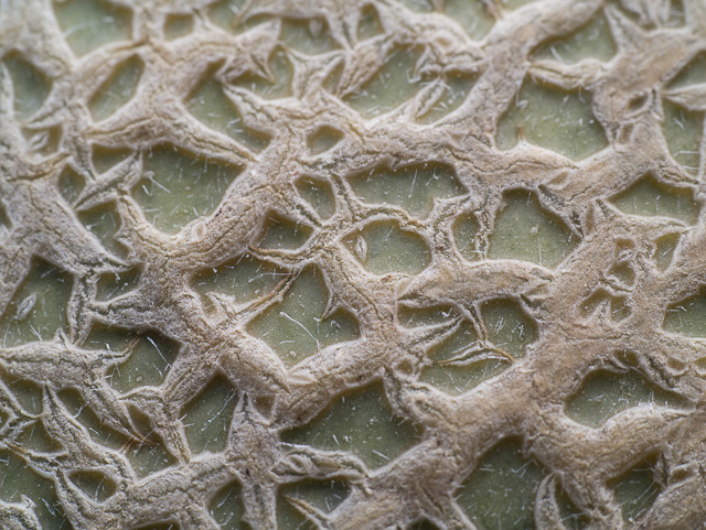 Cantalope Rind