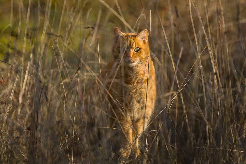 The hunter...