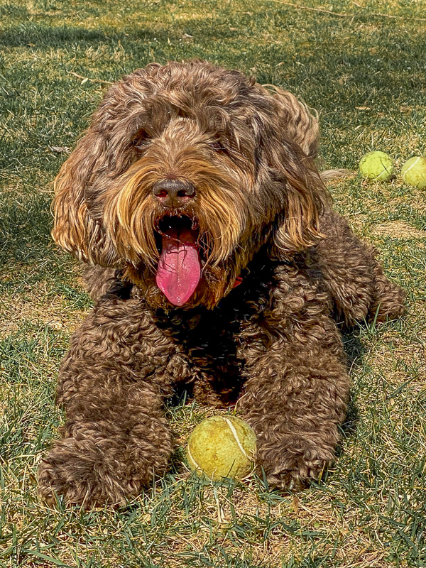 Fuzzy dog and fuzzy balls