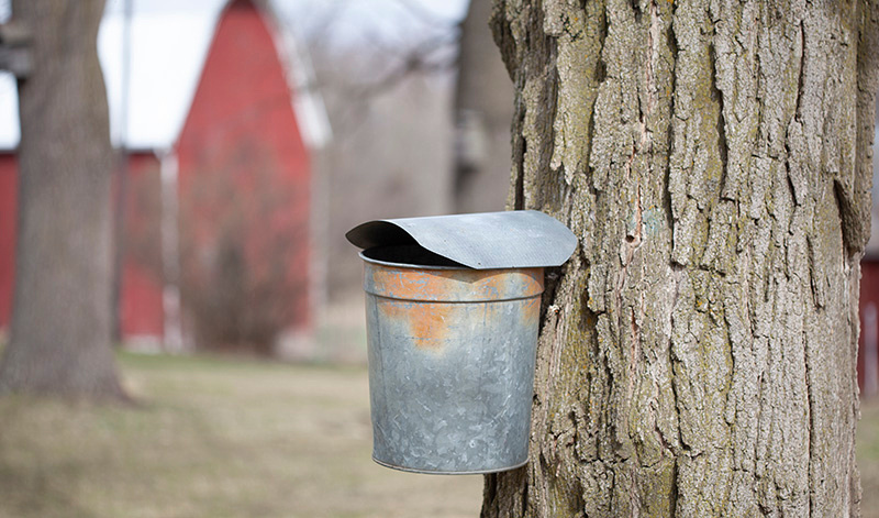 Maple Syrup Harvest