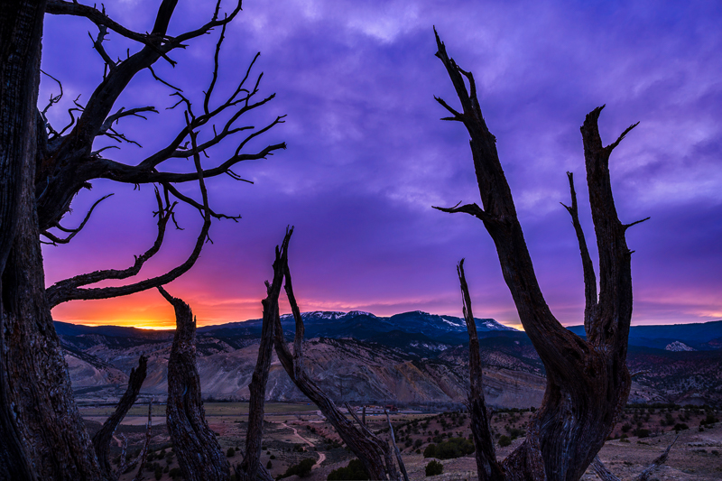 Sunset Twilight Tree