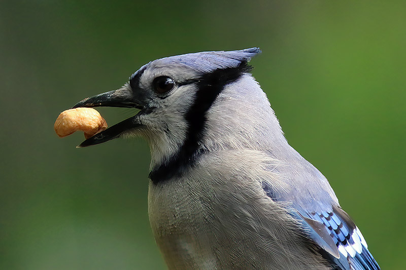 9:36am - Blue Jay's Cashew Breakfast