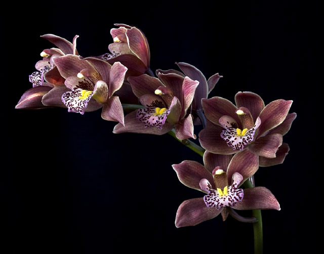 Brown Orchids