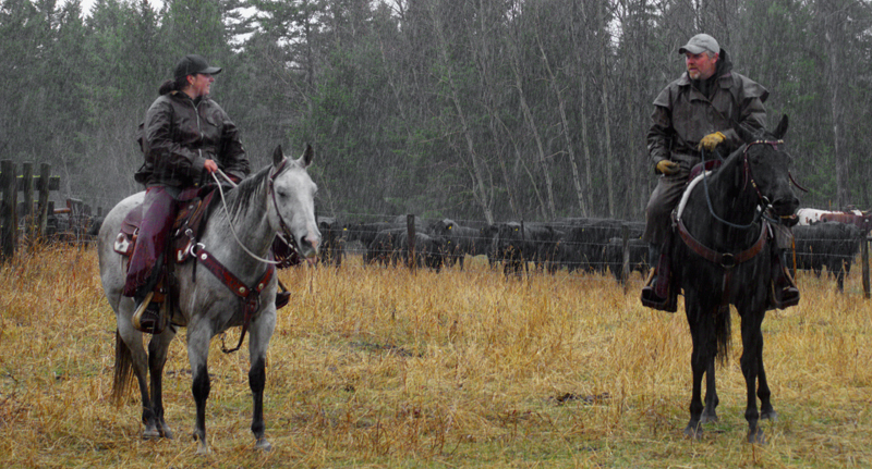 Cattle Drovers in Rain