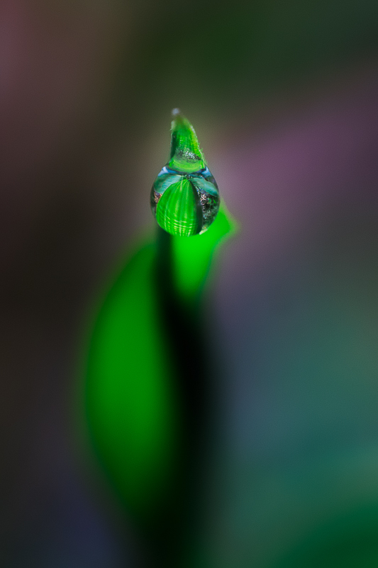DewDrop on Bamboo Shoot
