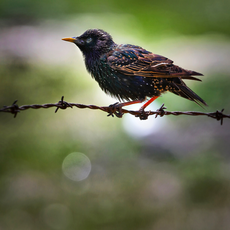Barbed Birdy