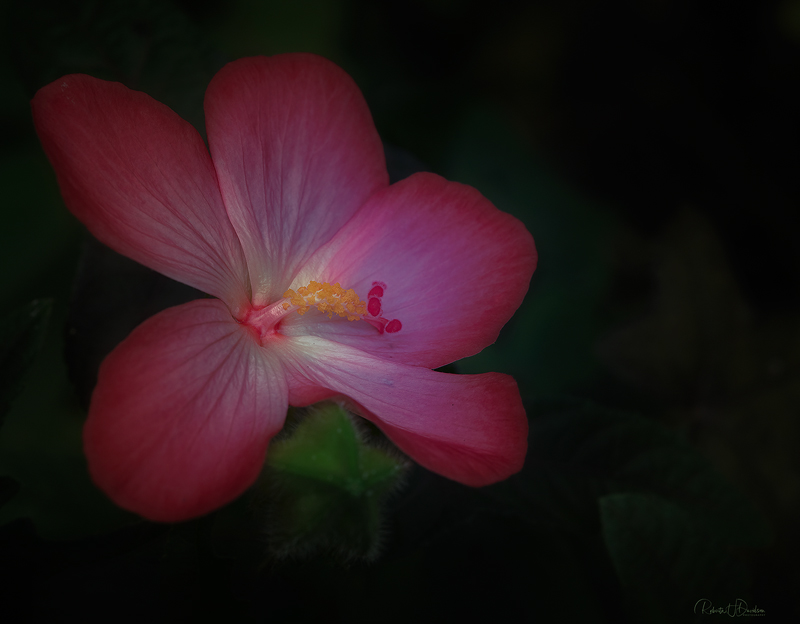 In The Darkness