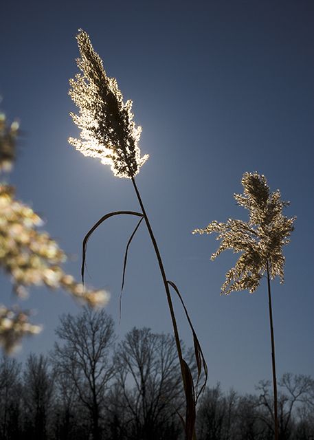Backlight