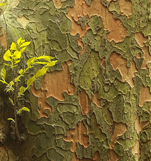 Bark Puzzle