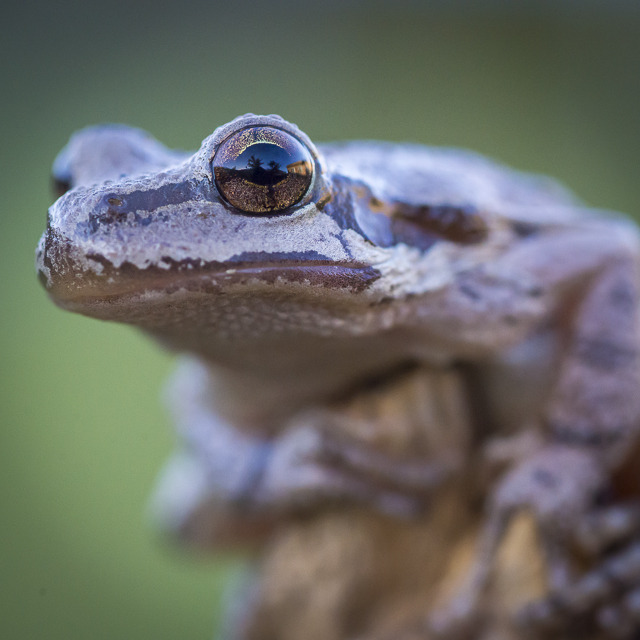Round frog eye reflection