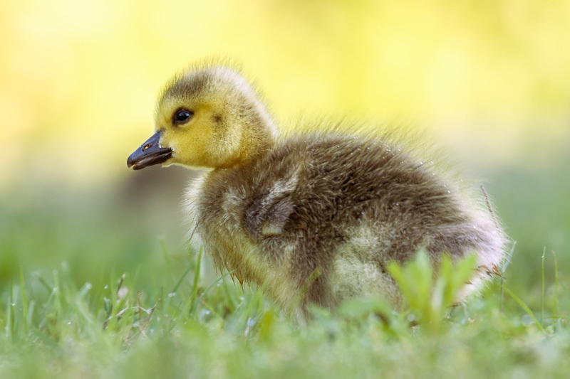 Duck... Duck...