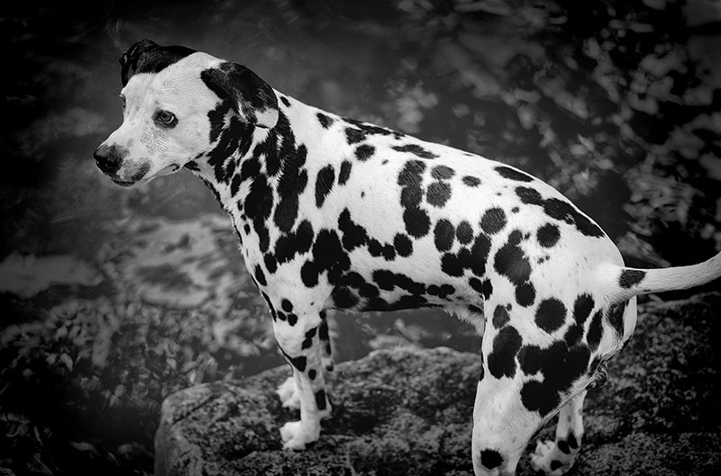 Polka Dots