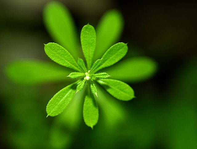 Pinwheel