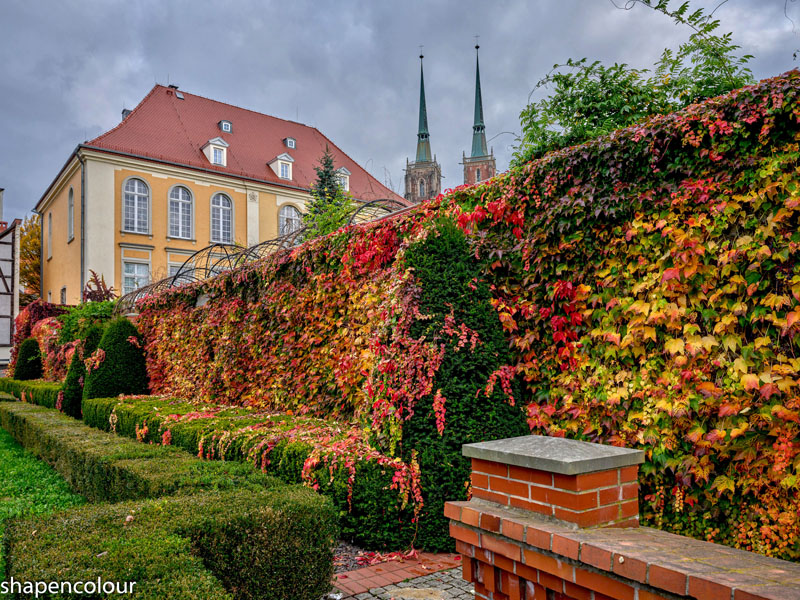 Lush colourful vines