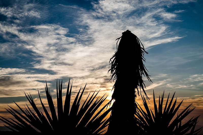 Desert Silhouettes