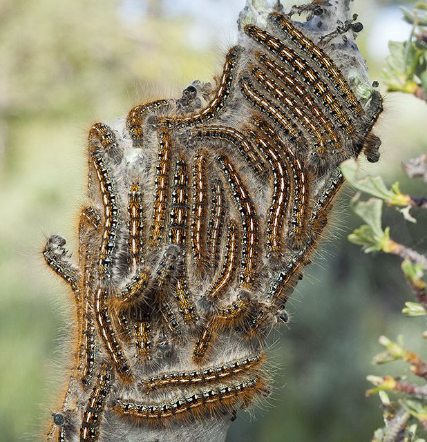 Caterpillar Chaos