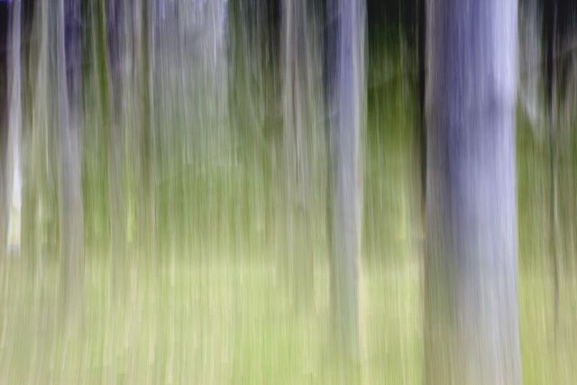 Trees In The Garden