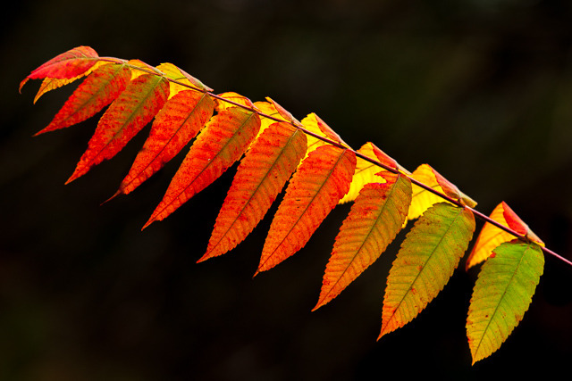 Staghorn Sumac